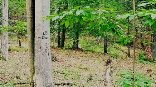 Plants and trees in park