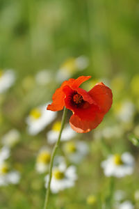 Close-up of red flower