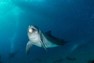 View of fish swimming underwater