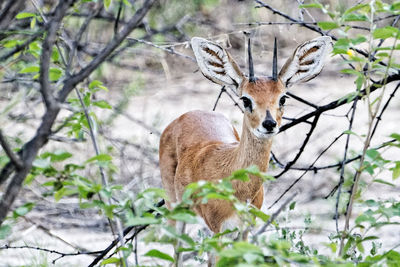 Portrait of deer