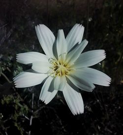 Close-up of white flower