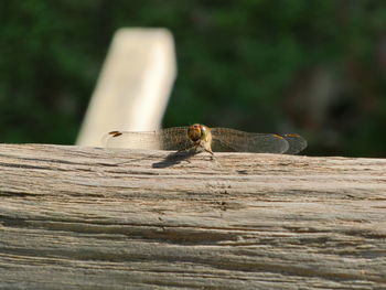 Close-up of insect on wood