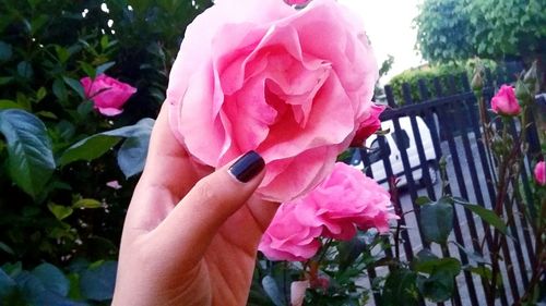 Close-up of woman holding pink rose