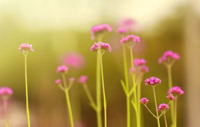 Close-up of pink flowering plants