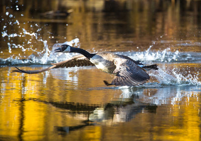 Birds flying over lake