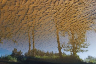 Trees growing by land against sky