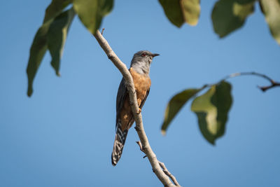 Low angle view of bird perching on branch against sky