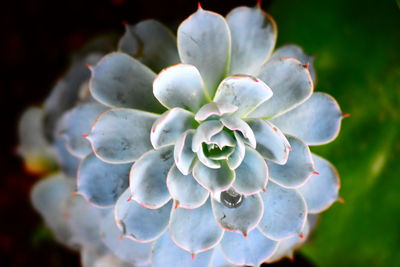 Close-up of flowers