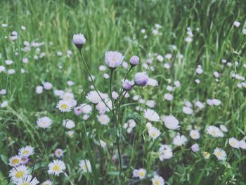 Close-up of white flowering plants on field