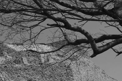 Low angle view of bare tree against sky