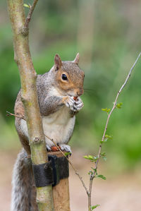 Portrait of an eastern gray squirrel sitting on a wooden post while eating a nut