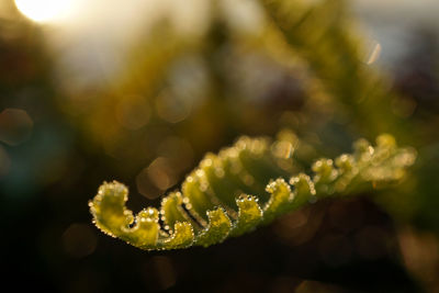 Close-up of plant