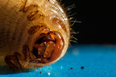 Close-up of caterpillar on sea