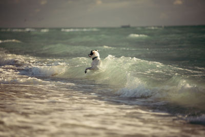 Dog running in sea against sky