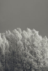 Low angle view of trees against sky