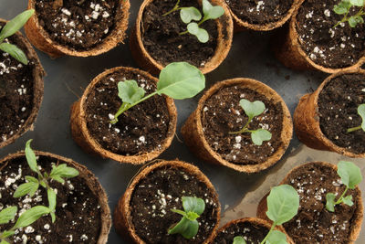 High angle view of food on plant