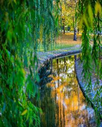 Reflection of trees on water in forest