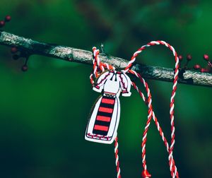 Close-up of decoration tied on branch