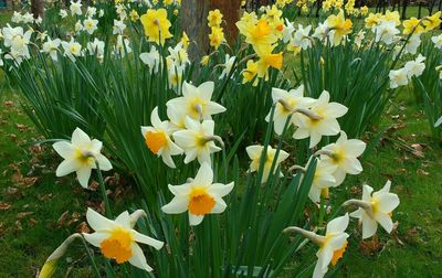 Close-up of yellow flowers