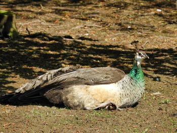 Side view of a bird on field