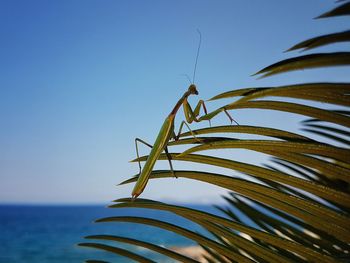 Close-up of plants against clear blue sky