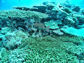 Fish swimming in sea