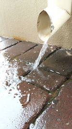 Reflection of trees in puddle