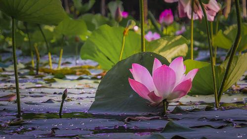 Lotus water lily in pond