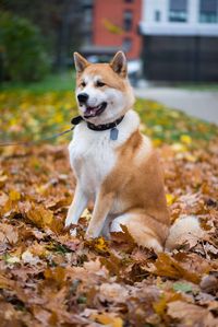 Beautiful akita-inu dog in autumn leaves park