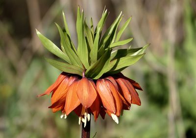 Close-up of orange flowering plant