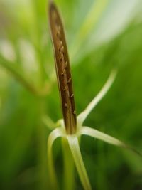 Close-up of insect on grass