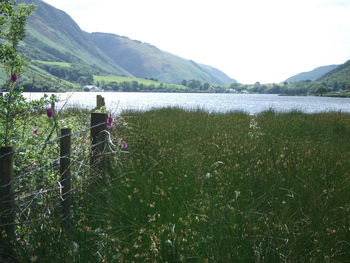 Scenic view of field by lake against sky