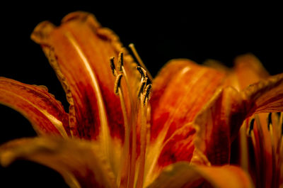 Close-up of orange flower against black background