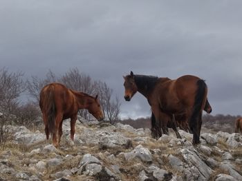 Cow standing on field against sky during winter