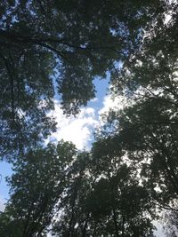 Low angle view of trees against sky