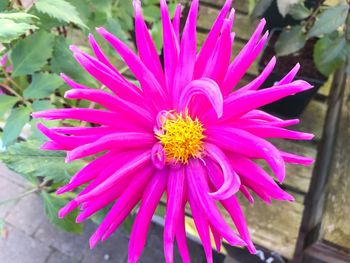 Close-up of pink flower blooming outdoors