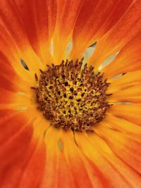 Extreme close-up of red flower