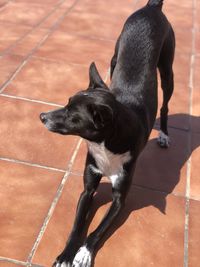 High angle view of black dog looking away