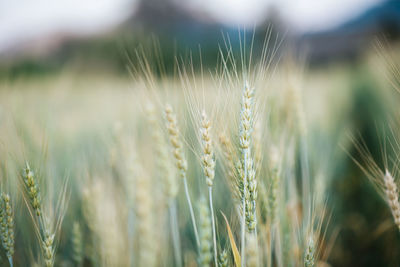 Close-up of wheat growing on field