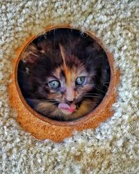 Close-up portrait of cat