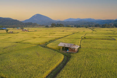 Scenic view of agricultural field against sky