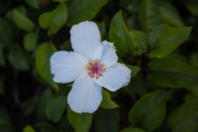 Close-up of flower blooming outdoors