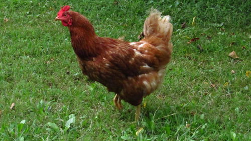 View of a bird on field