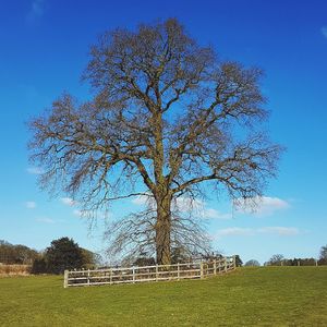 Bare tree on field against blue sky