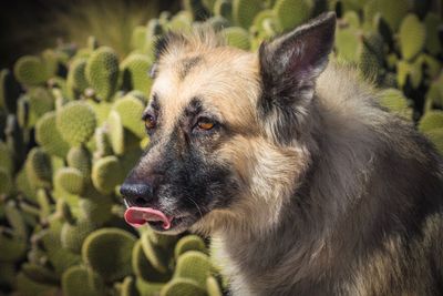 Close-up portrait of a dog