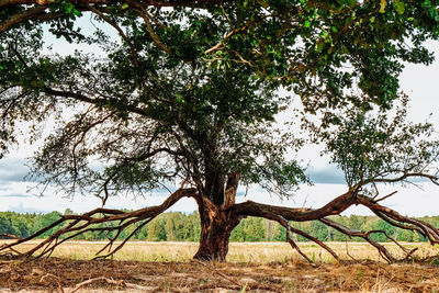 Trees on field against sky