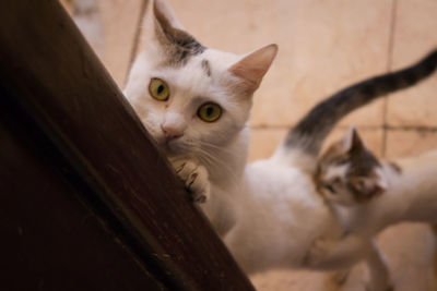 Close-up portrait of white cat