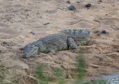 High angle view of crocodile on sand