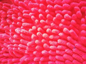 Full frame shot of pink water lily