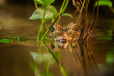 View of turtle swimming in lake